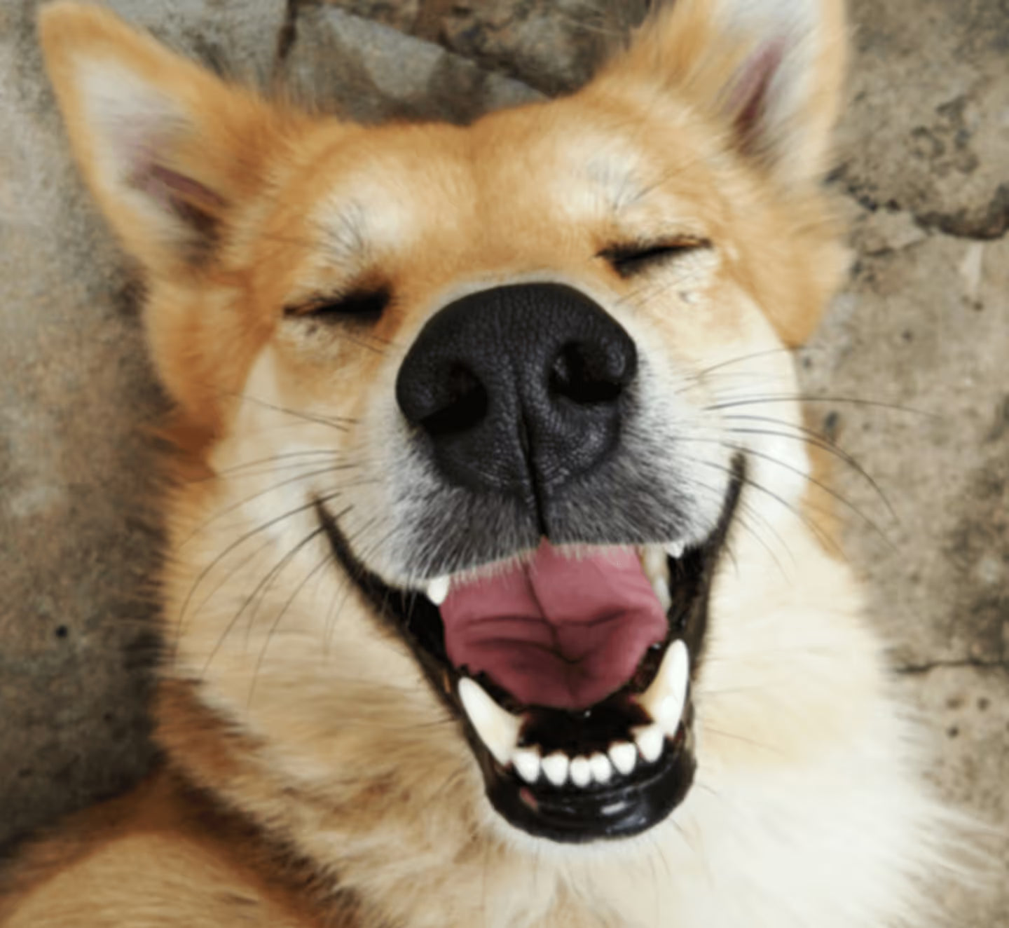 PawVitaPet Köpekler İçin Deri & Tüy Sağlığını Destekleyici Biotin & B-Complex Sıvı Damla 50 ml